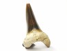 shark tooth Cretoxyrhina mantelli - Cenomanian (Texas)