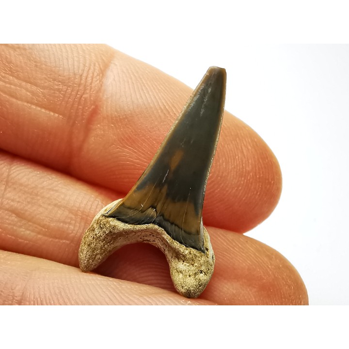 shark tooth Cretoxyrhina mantelli - Cenomanian (Texas)