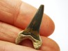 shark tooth Cretoxyrhina mantelli - Cenomanian (Texas)
