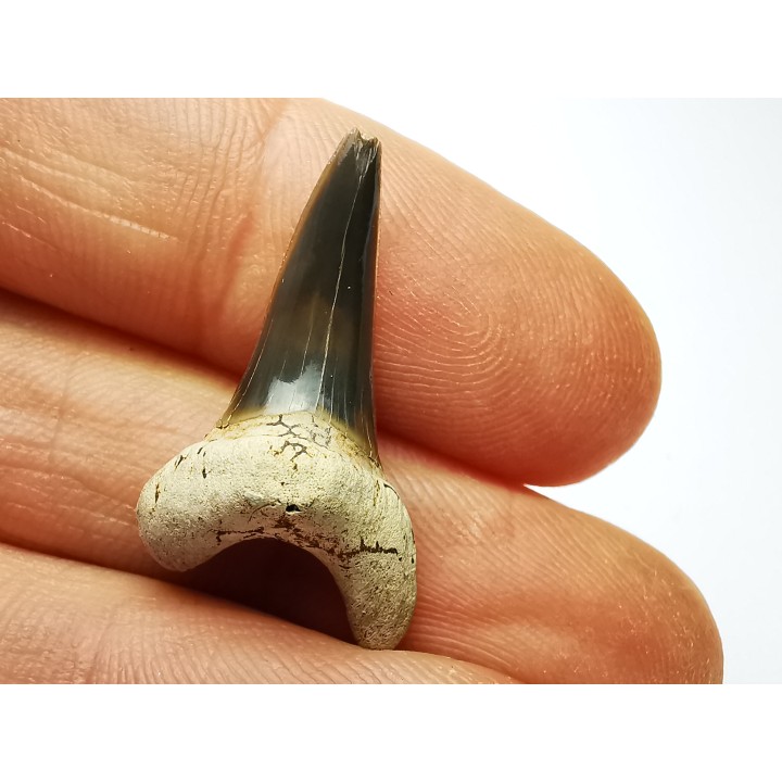 dent de requin Cretoxyrhina mantelli - Cénomanien (Texas)
