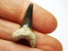 dent de requin Cretoxyrhina mantelli - Cénomanien (Texas)