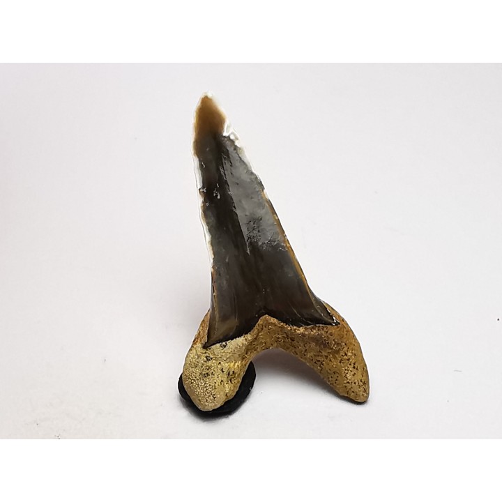 shark tooth Cretoxyrhina mantelli - Cenomanian (Texas)