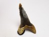 shark tooth Cretoxyrhina mantelli - Cenomanian (Texas)