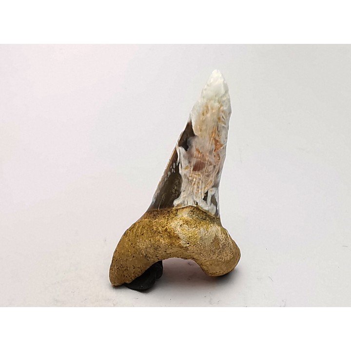 dent de requin Cretoxyrhina mantelli - Cénomanien (Texas)