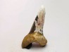 dent de requin Cretoxyrhina mantelli - Cénomanien (Texas)