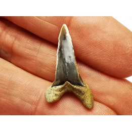 shark tooth Cretoxyrhina mantelli - Cenomanian (Texas)