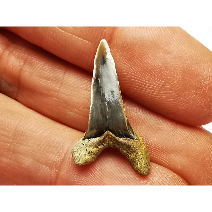 shark tooth Cretoxyrhina mantelli - Cenomanian (Texas)