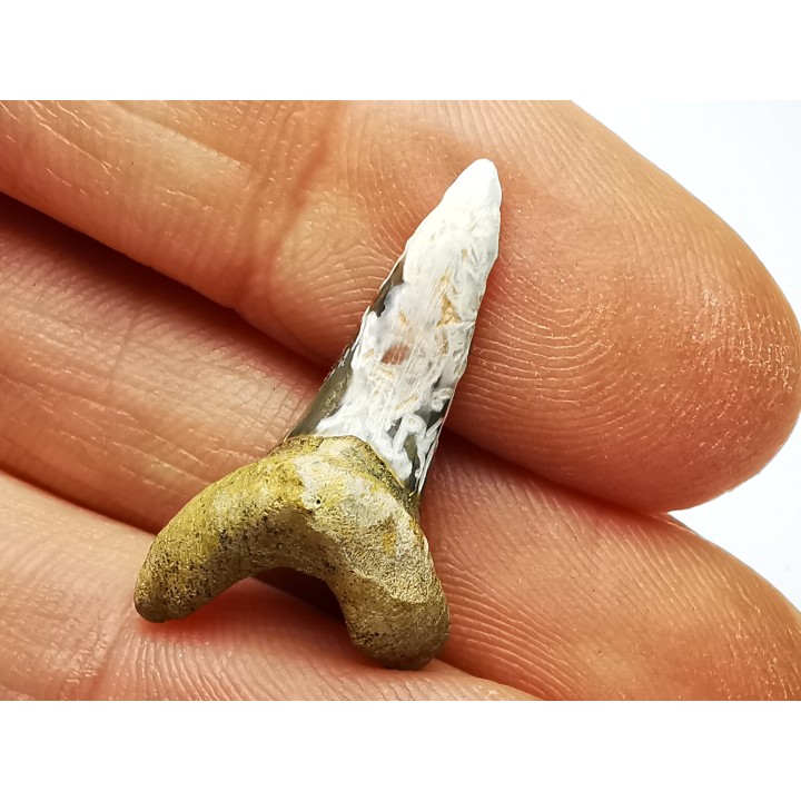 dent de requin Cretoxyrhina mantelli - Cénomanien (Texas)
