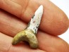 shark tooth Cretoxyrhina mantelli - Cenomanian (Texas)