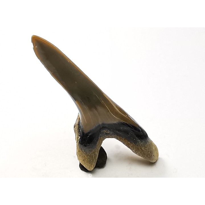 dent de requin Cretoxyrhina mantelli - Cénomanien (Texas)