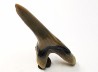shark tooth Cretoxyrhina mantelli - Cenomanian (Texas)