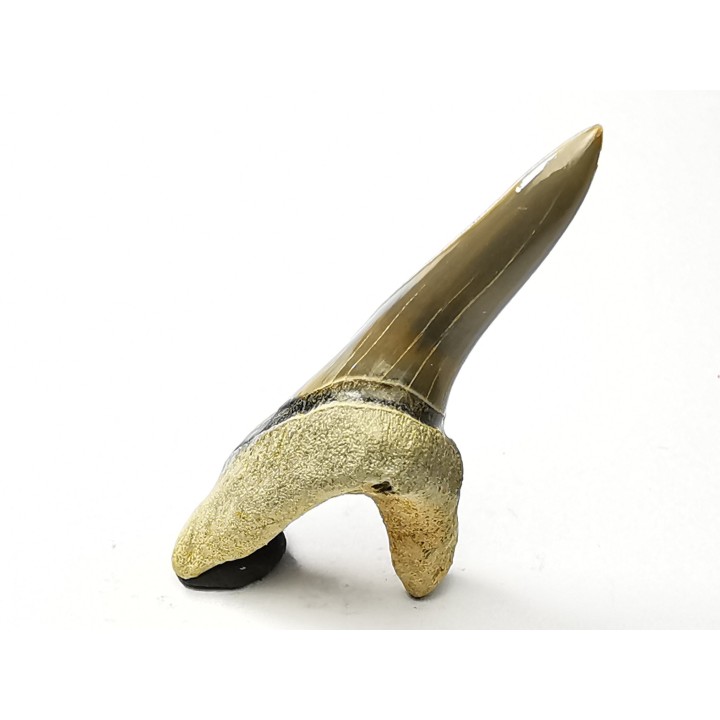 dent de requin Cretoxyrhina mantelli - Cénomanien (Texas)