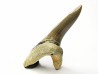 shark tooth Cretoxyrhina mantelli - Cenomanian (Texas)
