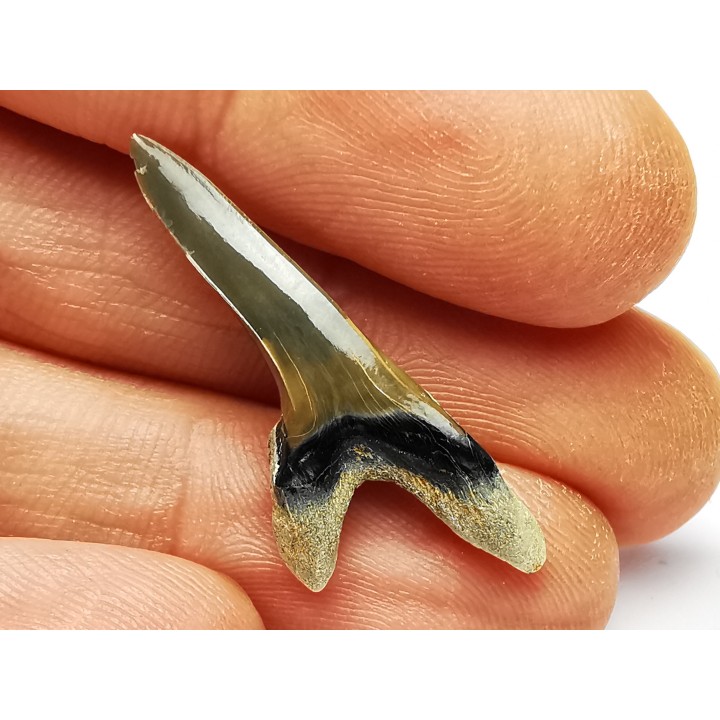 dent de requin Cretoxyrhina mantelli - Cénomanien (Texas)