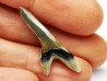 shark tooth Cretoxyrhina mantelli - Cenomanian (Texas)