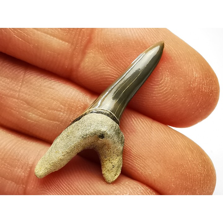 shark tooth Cretoxyrhina mantelli - Cenomanian (Texas)