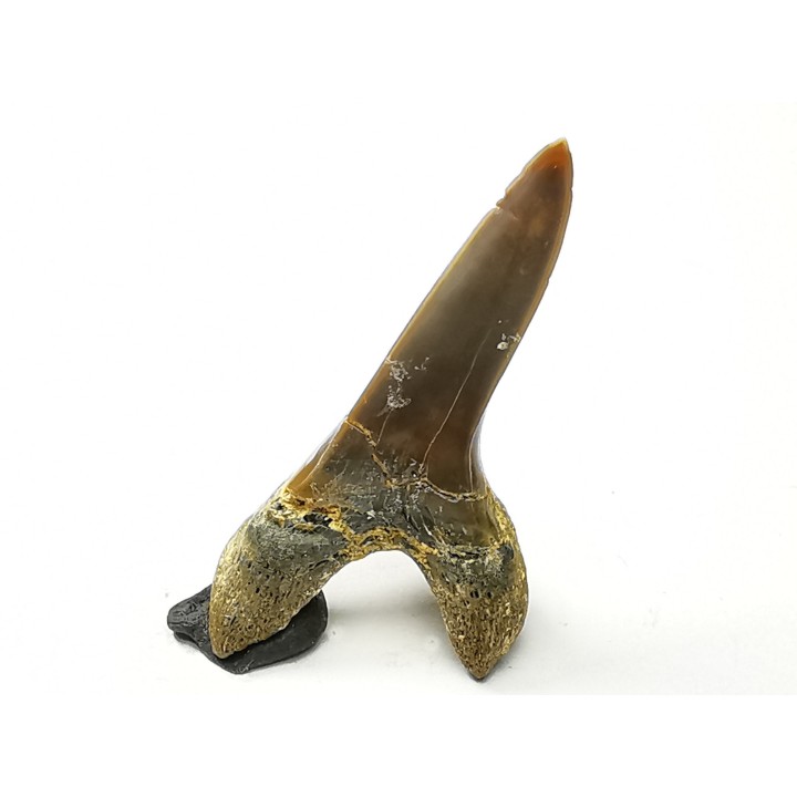dent de requin Cretoxyrhina mantelli - Cénomanien (Texas)