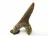 shark tooth Cretoxyrhina mantelli - Cenomanian (Texas)