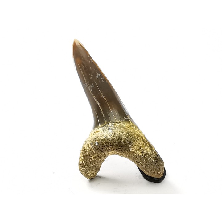 shark tooth Cretoxyrhina mantelli - Cenomanian (Texas)