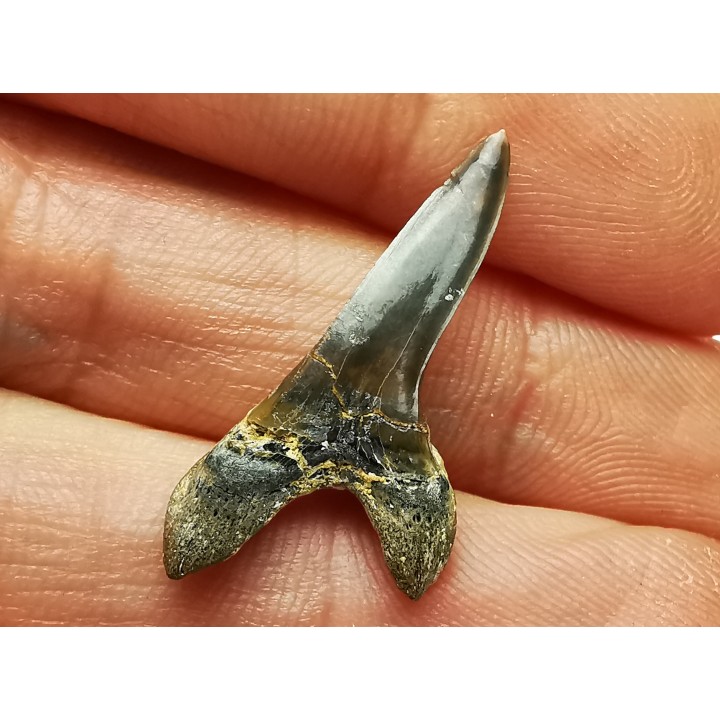 shark tooth Cretoxyrhina mantelli - Cenomanian (Texas)