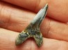 dent de requin Cretoxyrhina mantelli - Cénomanien (Texas)