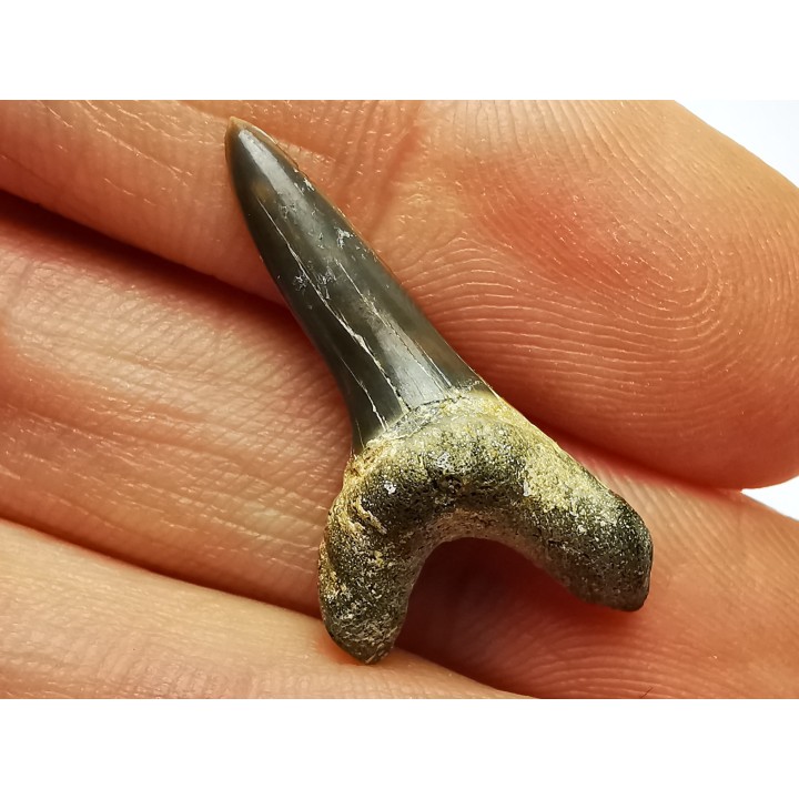 shark tooth Cretoxyrhina mantelli - Cenomanian (Texas)