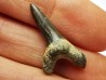 shark tooth Cretoxyrhina mantelli - Cenomanian (Texas)