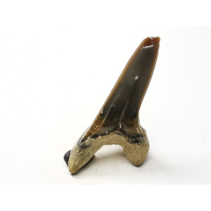 shark tooth Cretoxyrhina mantelli - Cenomanian (Texas)