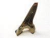 shark tooth Cretoxyrhina mantelli - Cenomanian (Texas)