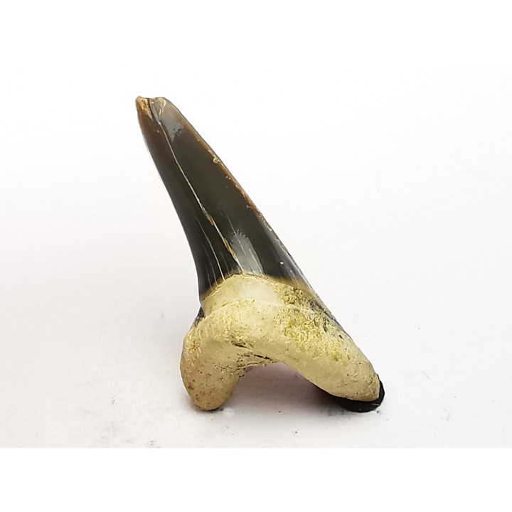 shark tooth Cretoxyrhina mantelli - Cenomanian (Texas)