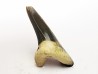 dent de requin Cretoxyrhina mantelli - Cénomanien (Texas)