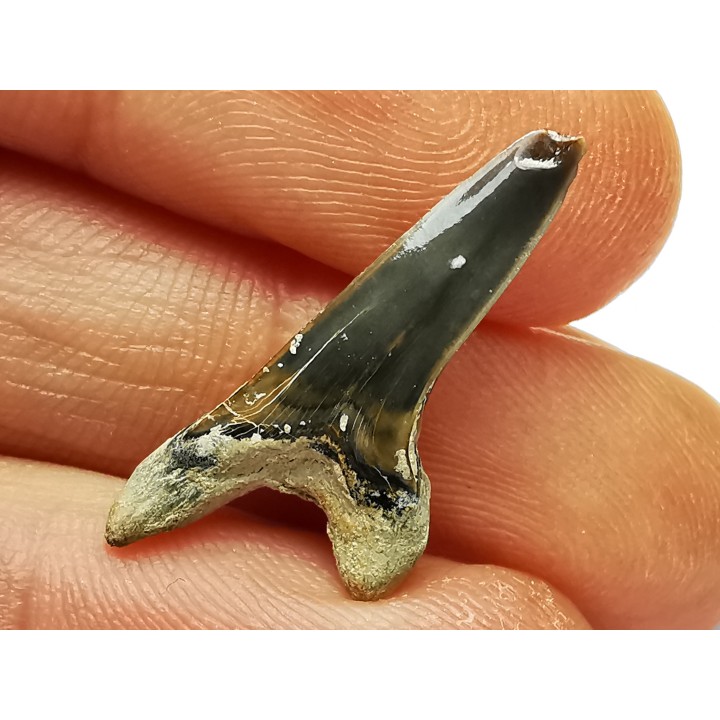 shark tooth Cretoxyrhina mantelli - Cenomanian (Texas)