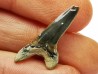 shark tooth Cretoxyrhina mantelli - Cenomanian (Texas)