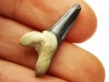 shark tooth Cretoxyrhina mantelli - Cenomanian (Texas)