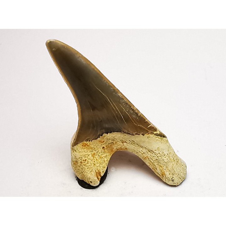 dent de requin Cretoxyrhina mantelli - Cénomanien (Texas)