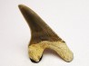 shark tooth Cretoxyrhina mantelli - Cenomanian (Texas)