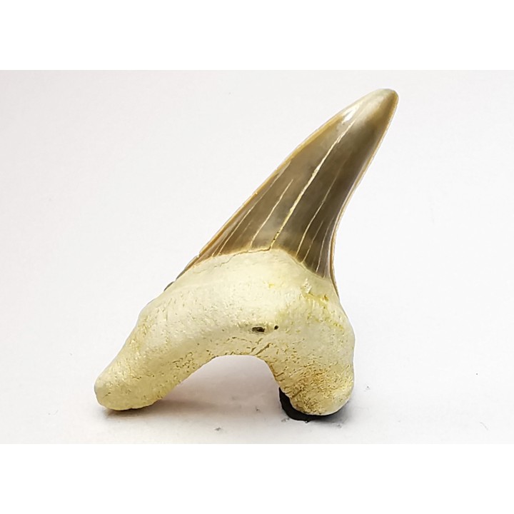 shark tooth Cretoxyrhina mantelli - Cenomanian (Texas)
