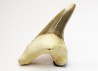 shark tooth Cretoxyrhina mantelli - Cenomanian (Texas)