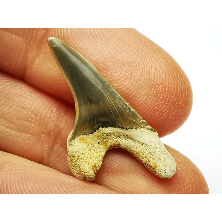 shark tooth Cretoxyrhina mantelli - Cenomanian (Texas)
