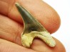 shark tooth Cretoxyrhina mantelli - Cenomanian (Texas)