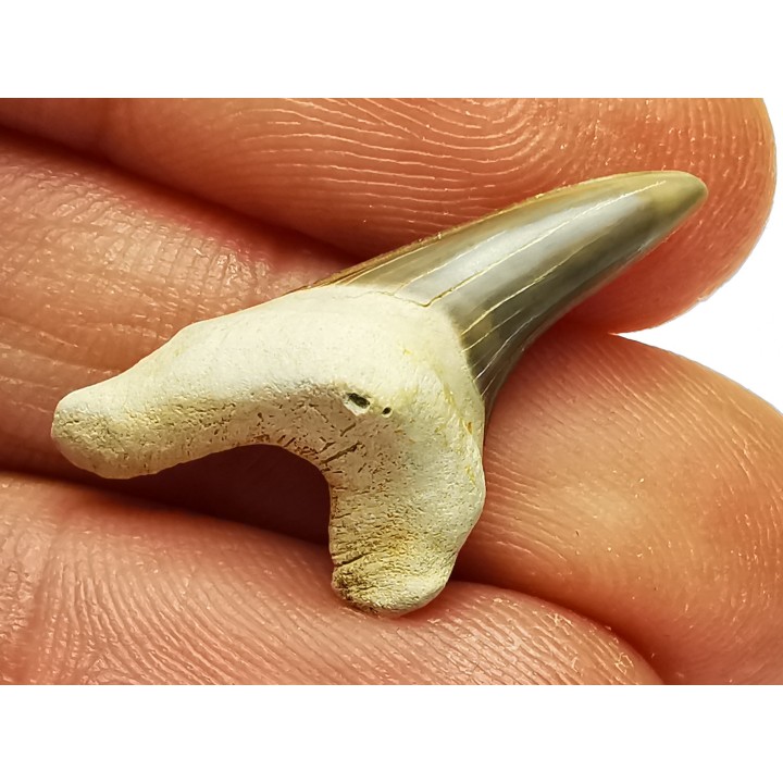 shark tooth Cretoxyrhina mantelli - Cenomanian (Texas)