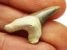 shark tooth Cretoxyrhina mantelli - Cenomanian (Texas)