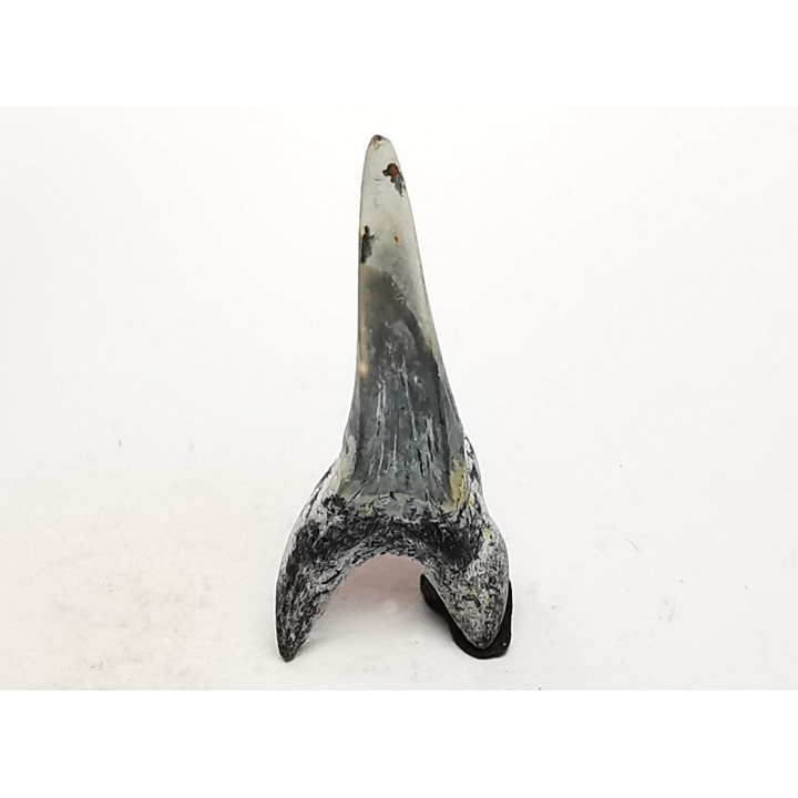 dent de requin Cretoxyrhina mantelli - Cénomanien (Texas)