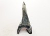 shark tooth Cretoxyrhina mantelli - Cenomanian (Texas)