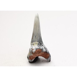 shark tooth Cretoxyrhina mantelli - Cenomanian (Texas)