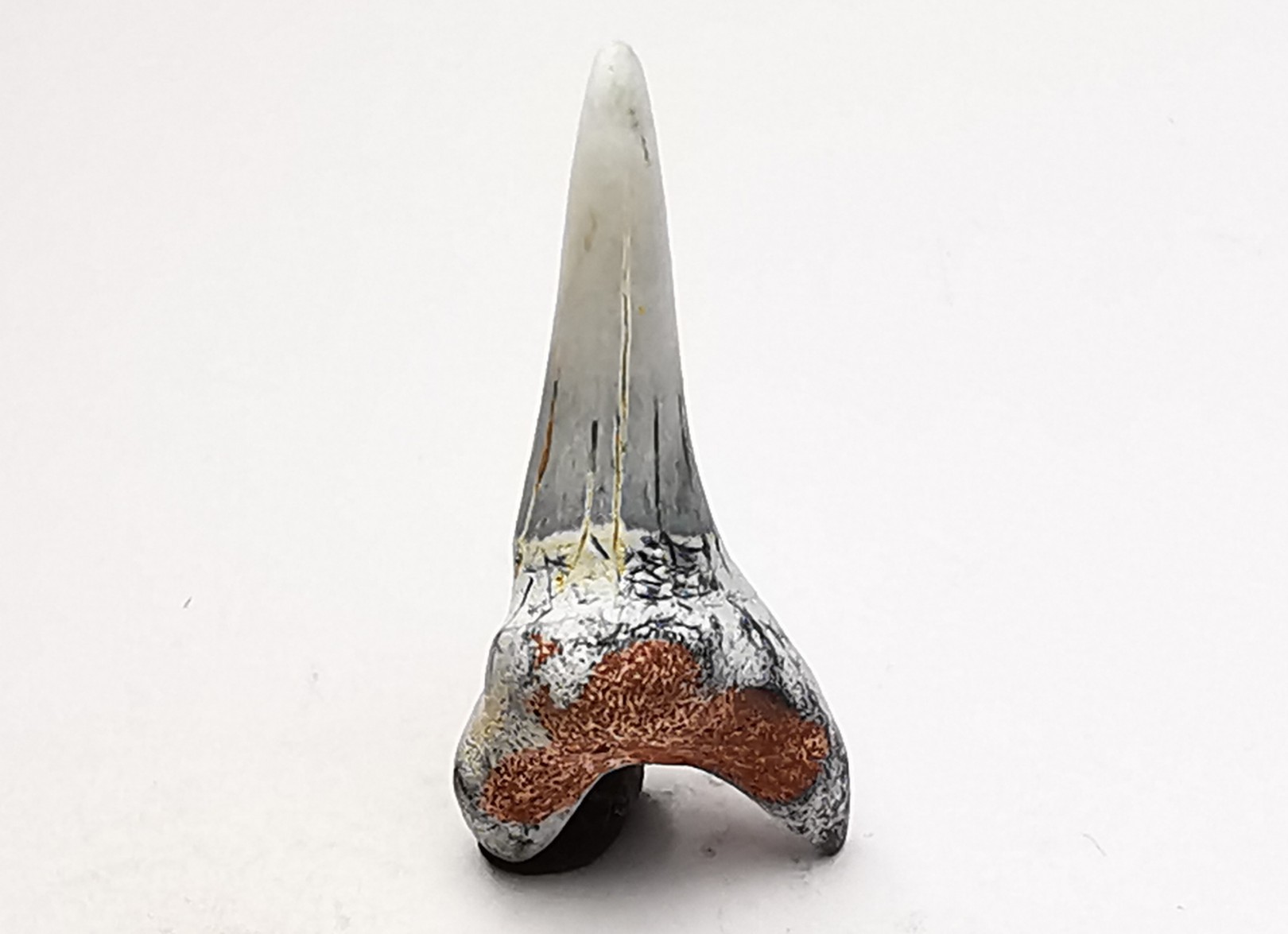 dent de requin Cretoxyrhina mantelli - Cénomanien (Texas)