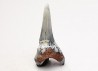 shark tooth Cretoxyrhina mantelli - Cenomanian (Texas)