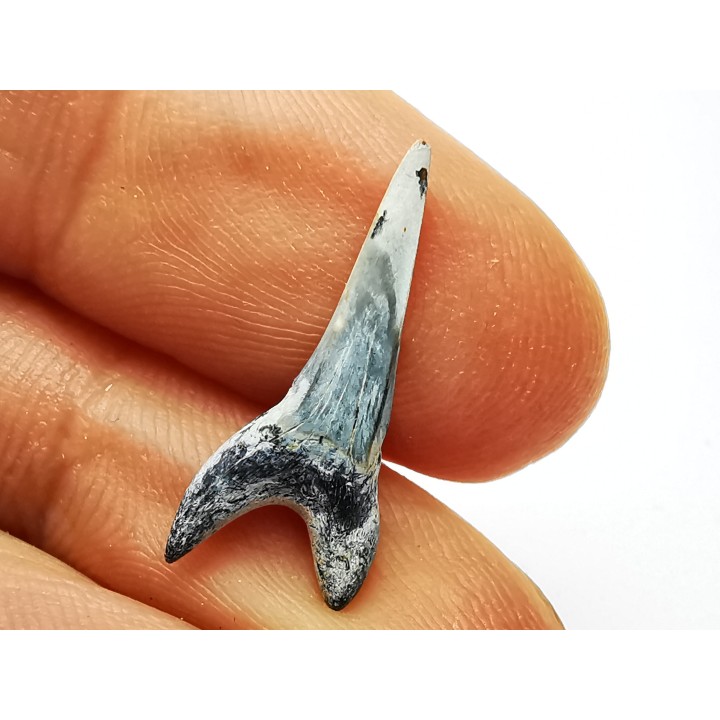 shark tooth Cretoxyrhina mantelli - Cenomanian (Texas)