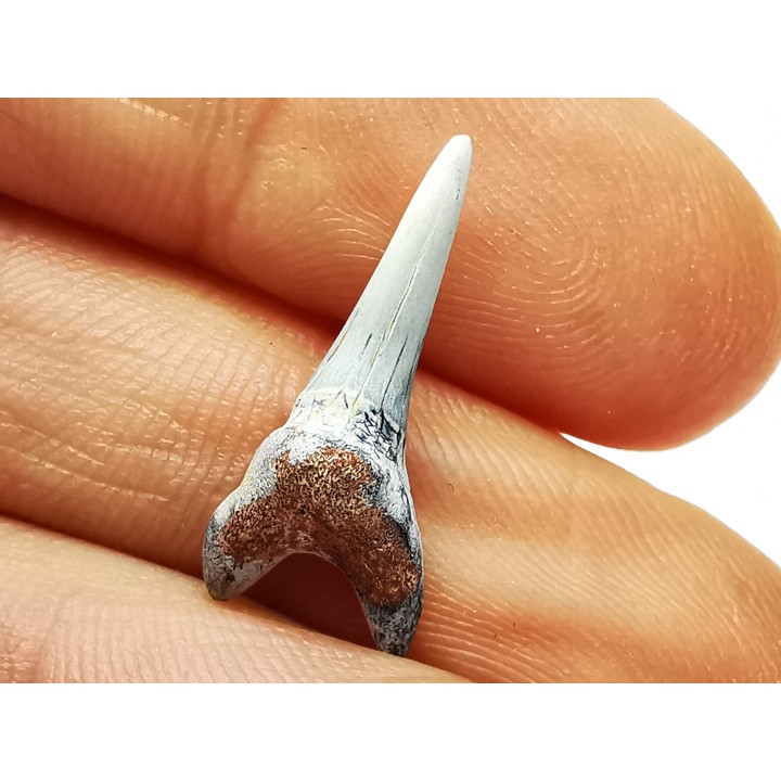 shark tooth Cretoxyrhina mantelli - Cenomanian (Texas)