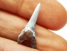 shark tooth Cretoxyrhina mantelli - Cenomanian (Texas)